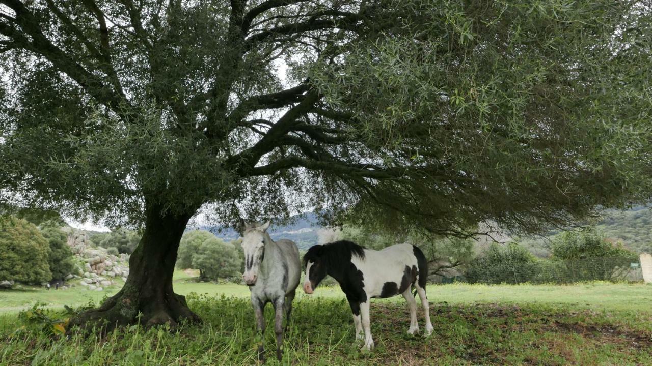 Appartamento Les Figuiers Porto Pollo Esterno foto